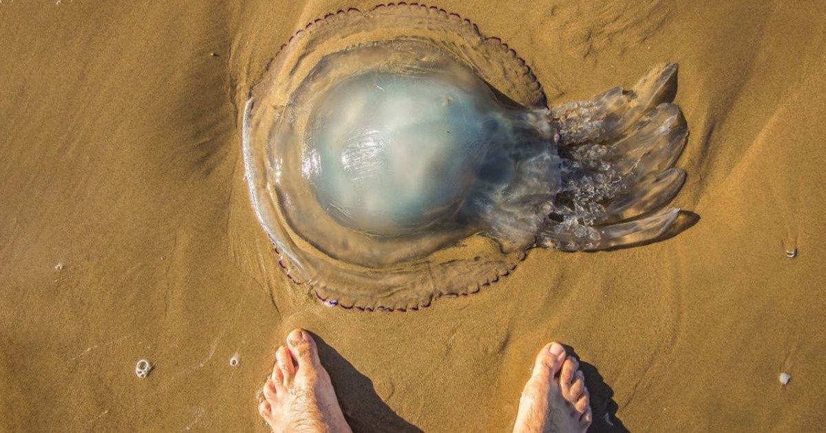 Ces 7 animaux marins sont dangereux, et voici ce qu’il faut faire si jamais ils te piquent Ces 7 animaux marins sont dangereux, et voici ce qu’il faut faire si jamais ils te piquent