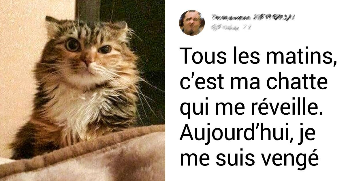 19 Situations que seuls les propriétaires de chats connaissent 19 Situations que seuls les propriétaires de chats connaissent