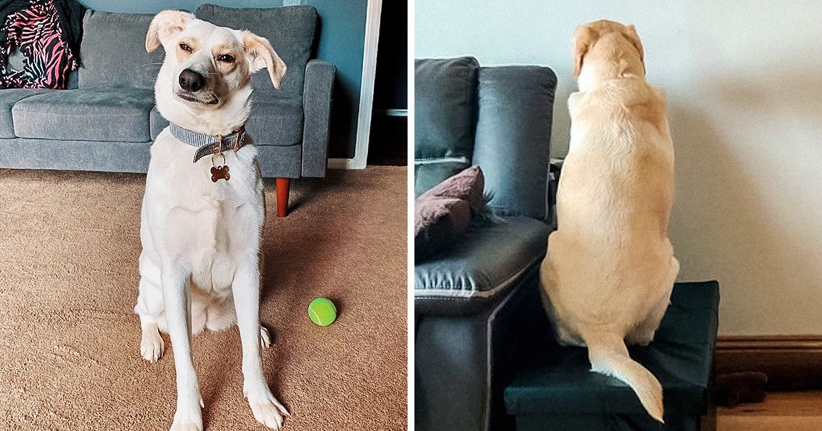 18 Internautes qui passent beaucoup de temps à la maison nous montrent comment leurs boules de poils cherchent à attirer leur attention