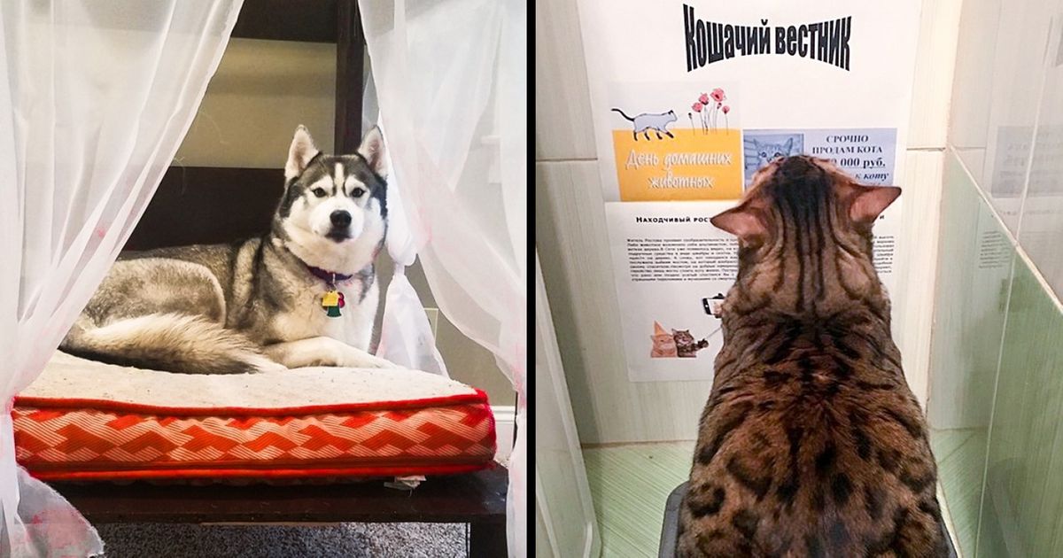 Ces 19 propriétaires d’animaux font tout pour leurs chiens et leurs chats