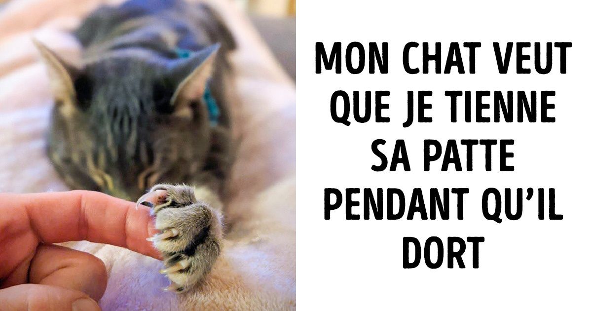 19 Photos qui prouvent que les animaux peuvent aussi avoir des sentiments profonds