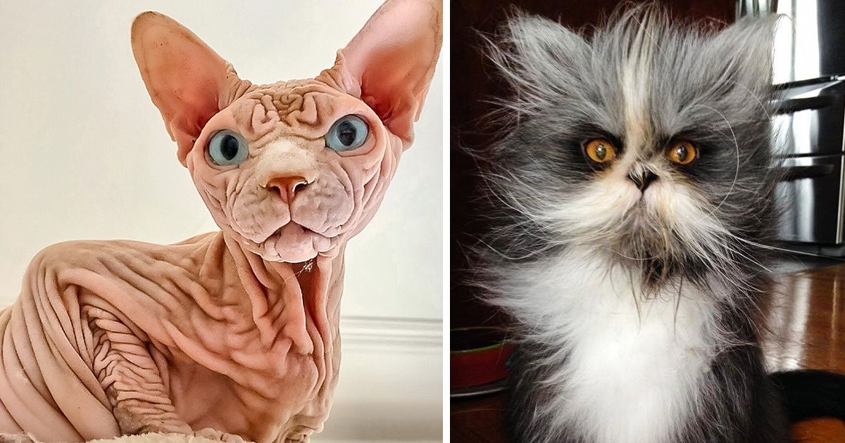 25 Animaux dont l’apparence est loin d’être ordinaire