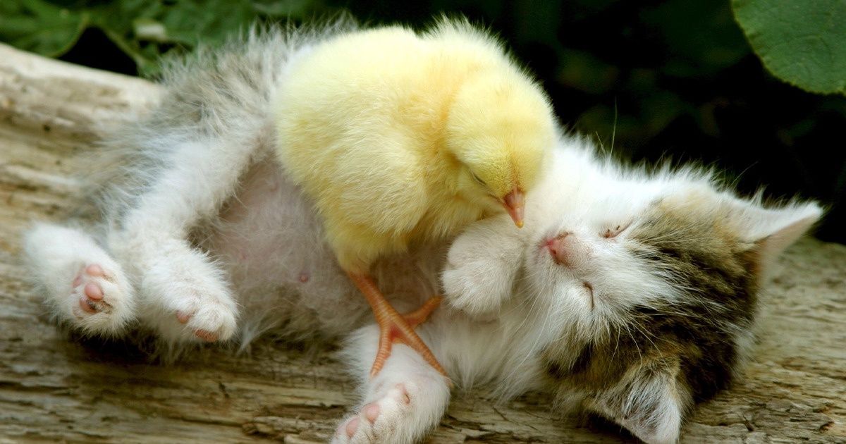 20 Photos qui prouvent que la véritable amitié n’a pas de limite