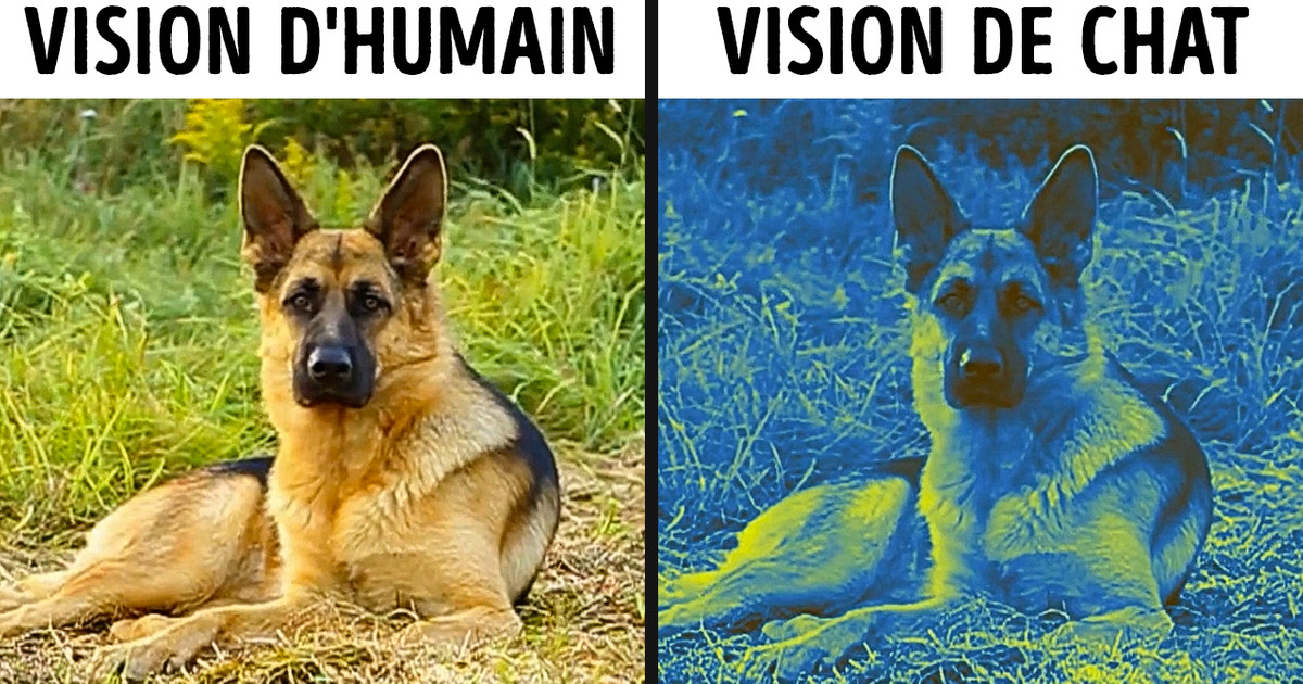 Le Monde à Travers les Yeux de Différents Animaux Le Monde à Travers les Yeux de Différents Animaux