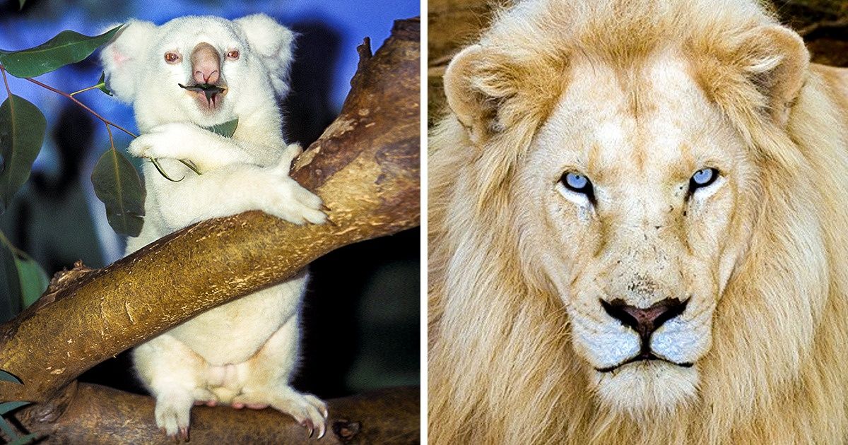15 Animaux albinos nés pour éblouir le monde
