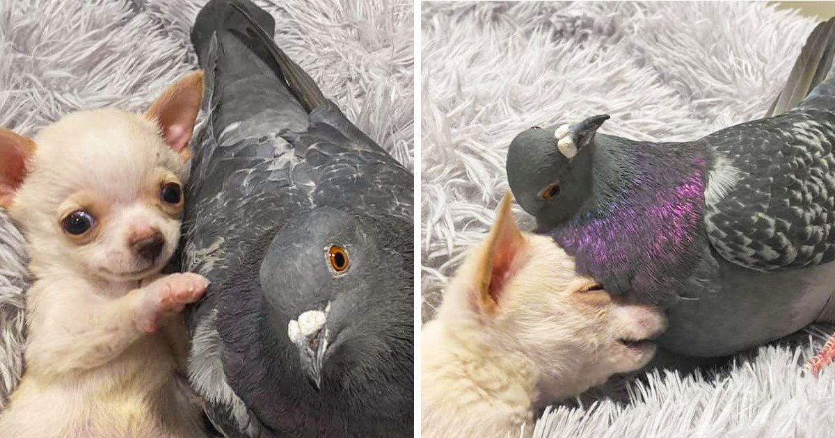 Un pigeon qui ne peut pas voler a rencontré un chiot qui ne peut pas marcher, et ils sont devenus les meilleurs amis du monde