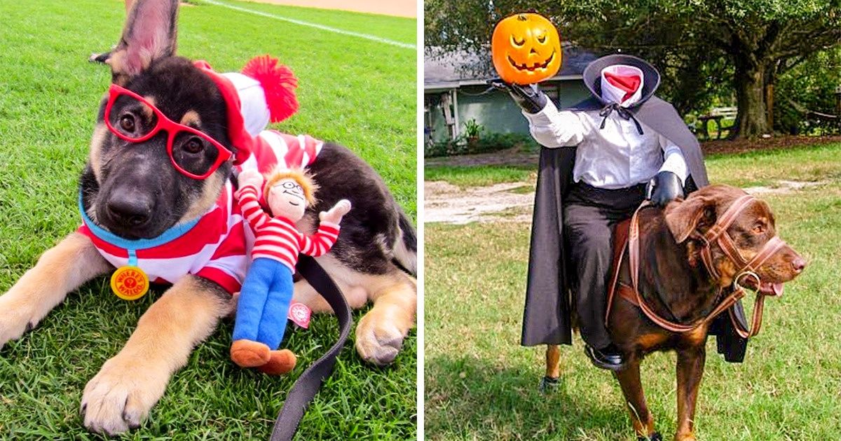15 Idées de déguisements pour des animaux de compagnie qui ont passé une soirée d’Halloween inoubliable