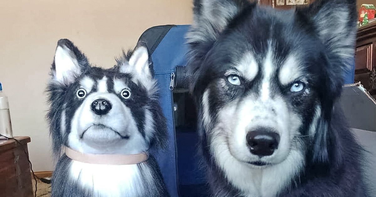 20+ Réactions d’animaux de compagnie qui ont vu un nounours qui leur ressemblait beaucoup 20+ Réactions d’animaux de compagnie qui ont vu un nounours qui leur ressemblait beaucoup