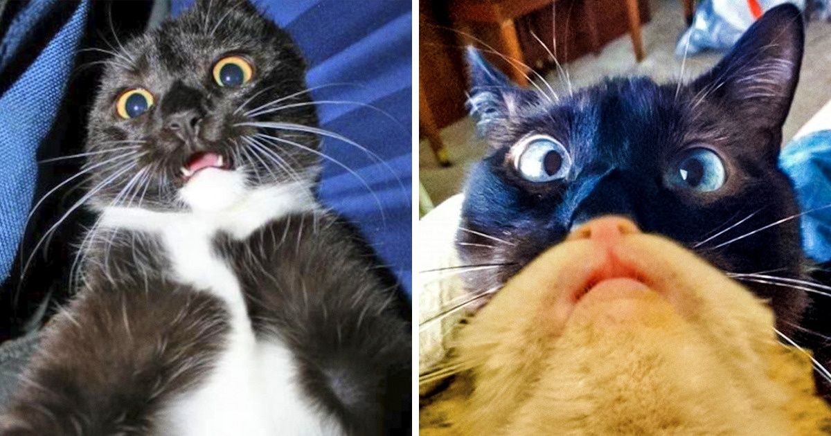 20+ selfies félins qui ont été pris pour célébrer la Journée Internationale du Chat 20+ selfies félins qui ont été pris pour célébrer la Journée Internationale du Chat