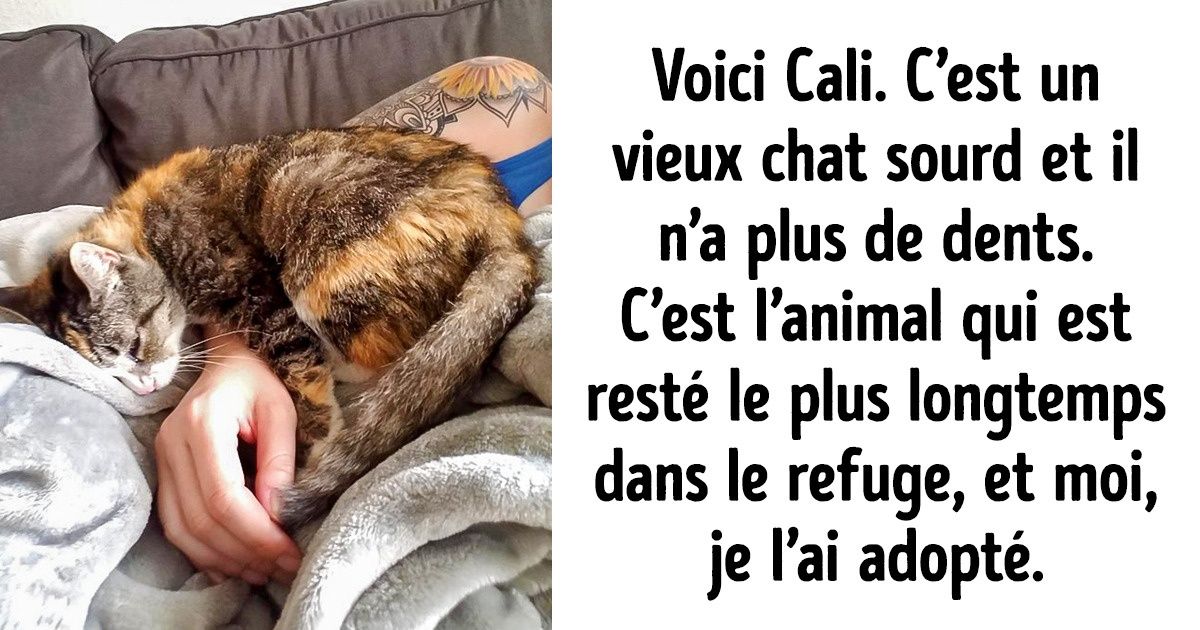 23 Histoires sur les animaux qui sont pleines d’amour et de drame