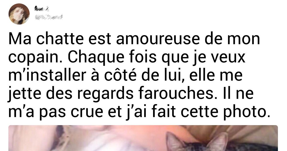20 Boules de poils éhontées qui n’ont aucune idée de la décence 20 Boules de poils éhontées qui n’ont aucune idée de la décence