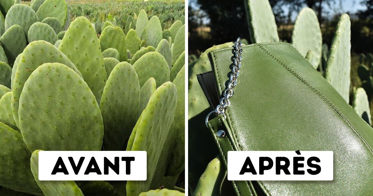 Deux associés créent un cuir vegan fabriqué à partir de cactus, qui contribue à mettre fin à la cruauté envers les animaux Deux associés créent un cuir vegan fabriqué à partir de cactus, qui contribue à mettre fin à la cruauté envers les animaux