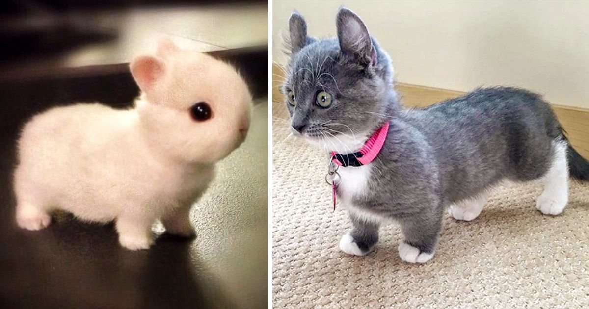 21 Animaux adorables qui te feront craquer