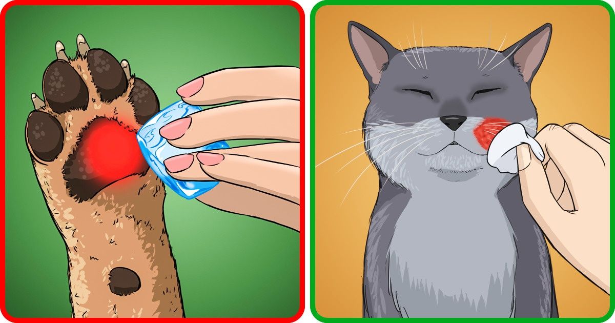 Les animaux de compagnie aussi peuvent se brûler, voici des astuces qui t’aideront à prévenir ces blessures et à les guérir Les animaux de compagnie aussi peuvent se brûler, voici des astuces qui t’aideront à prévenir ces blessures et à les guérir