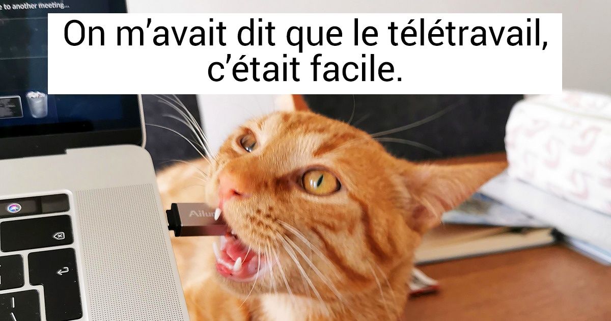 17 Internautes nous montrent la réalité du travail à la maison avec leurs animaux de compagnie