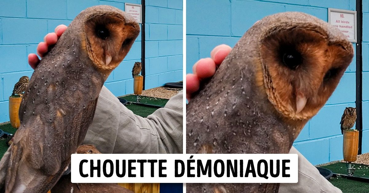 20 Animaux qui semblent être passés du côté obscur de la Force
