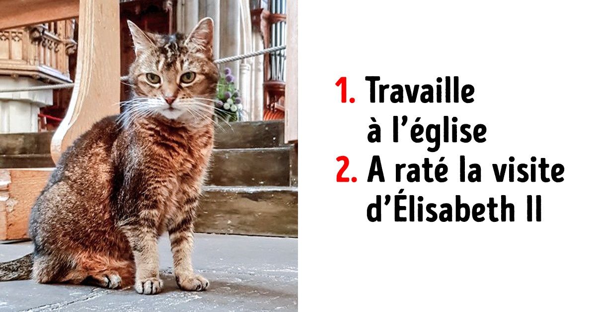 16 Chats Qui Travaillent Meme S Ils Ont Des Pattes A La Place Des Mains