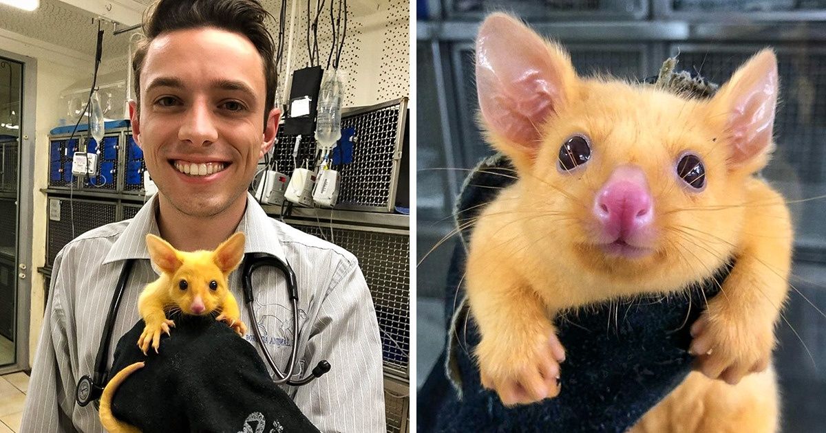 Un vétérinaire a sauvé un opossum doré et nous raconte son histoire