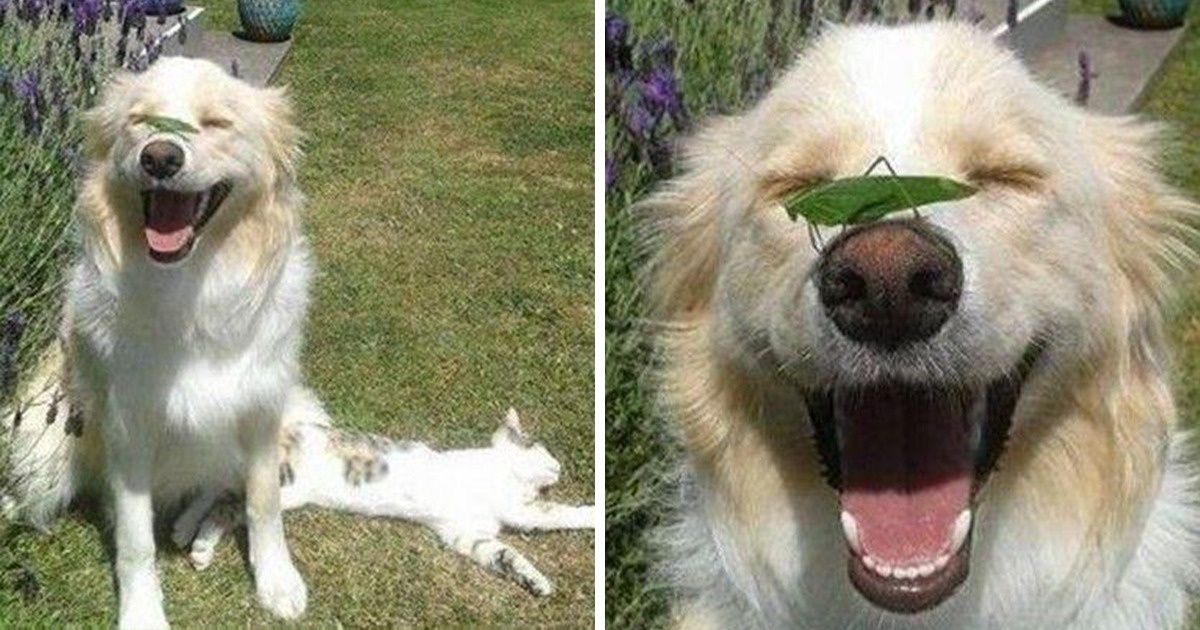 26 Photos qui prouvent que les chiens sont de véritables amours