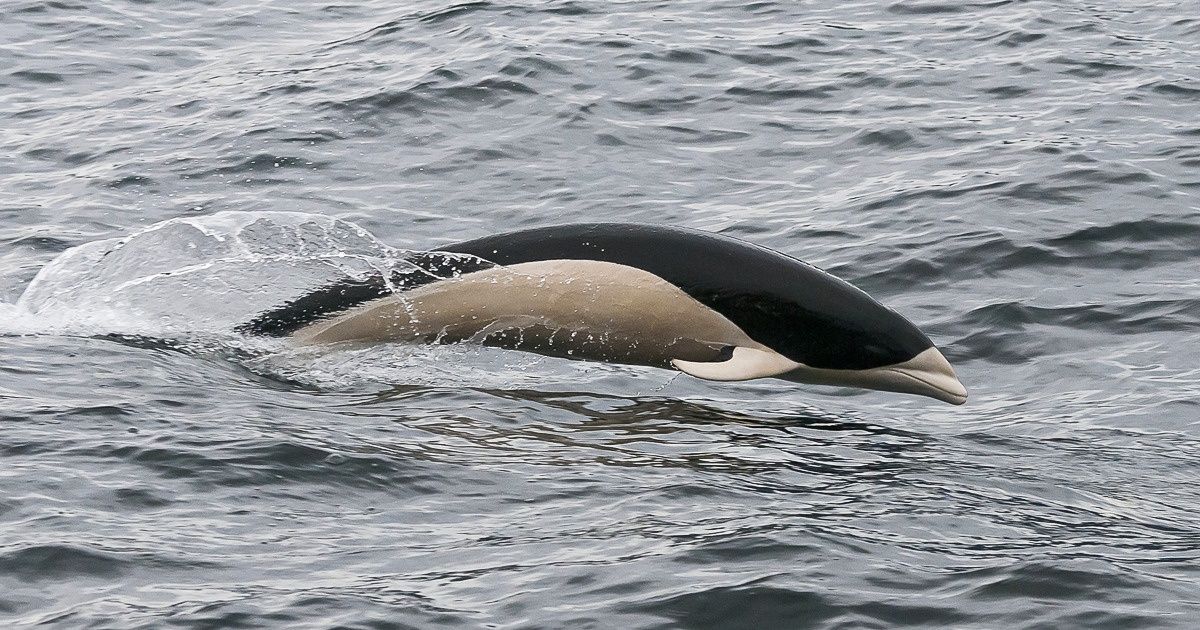 Cette photo de dauphin sans aileron observé au Chili est devenue virale, et voici ce que nous savons à son sujet