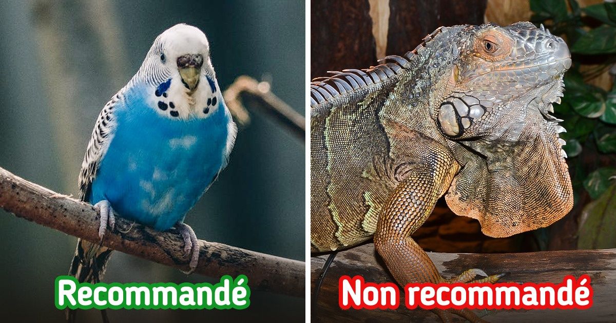 11 Animaux recommandés comme compagnons pour les enfants