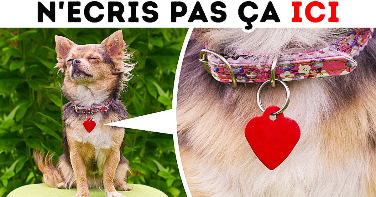 Ne laisse jamais quelqu’un prendre une photo de ton chien