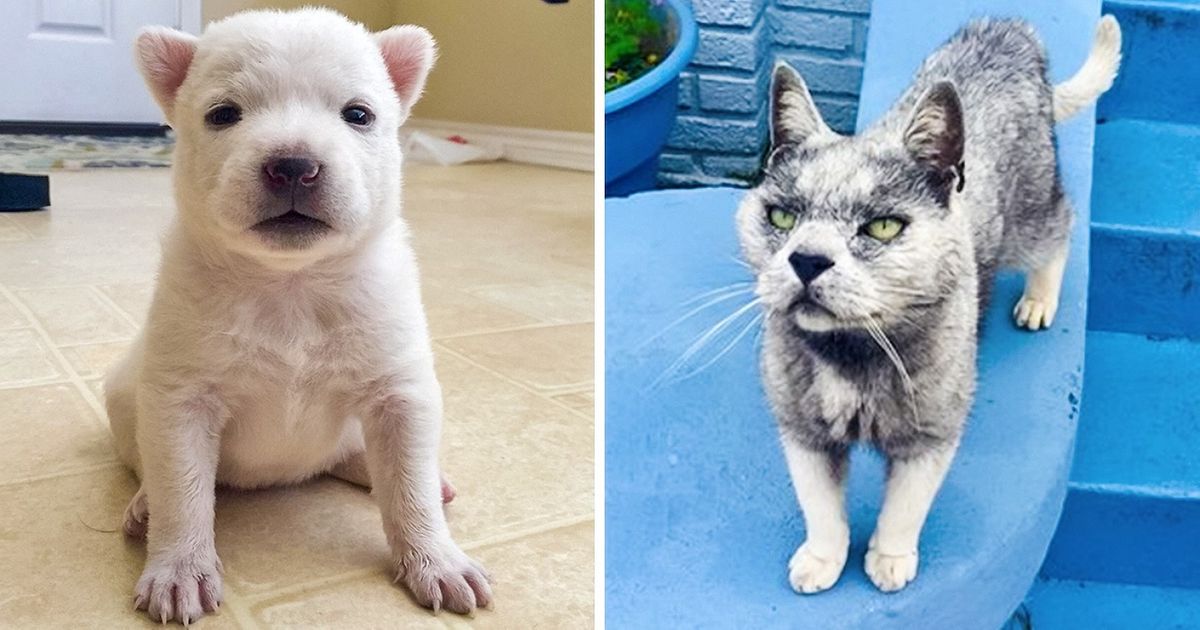 Ces 20 animaux ont une apparence tellement trompeuse qu’on les prendrait pour ce qu’ils ne sont pas