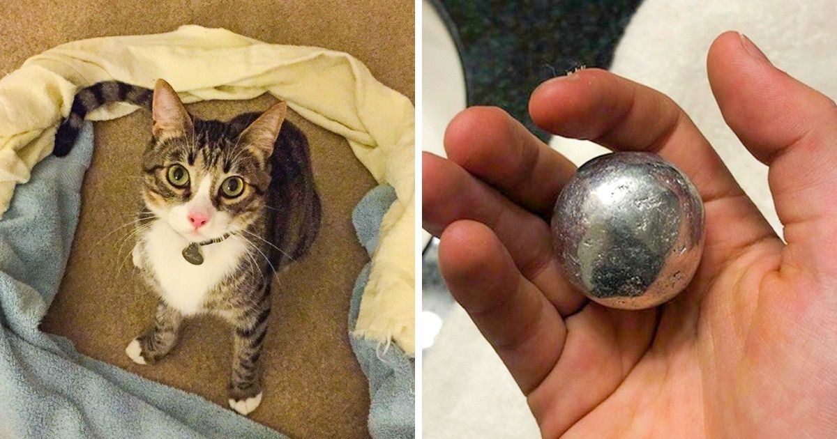 Ces 8 défis devenus viraux ont fasciné les internautes !
