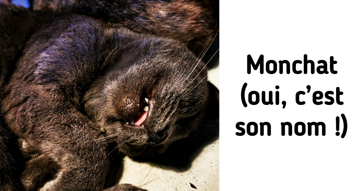 15+ Animaux de compagnie des lecteurs de Sympa qui méritent le prix du meilleur dormeur