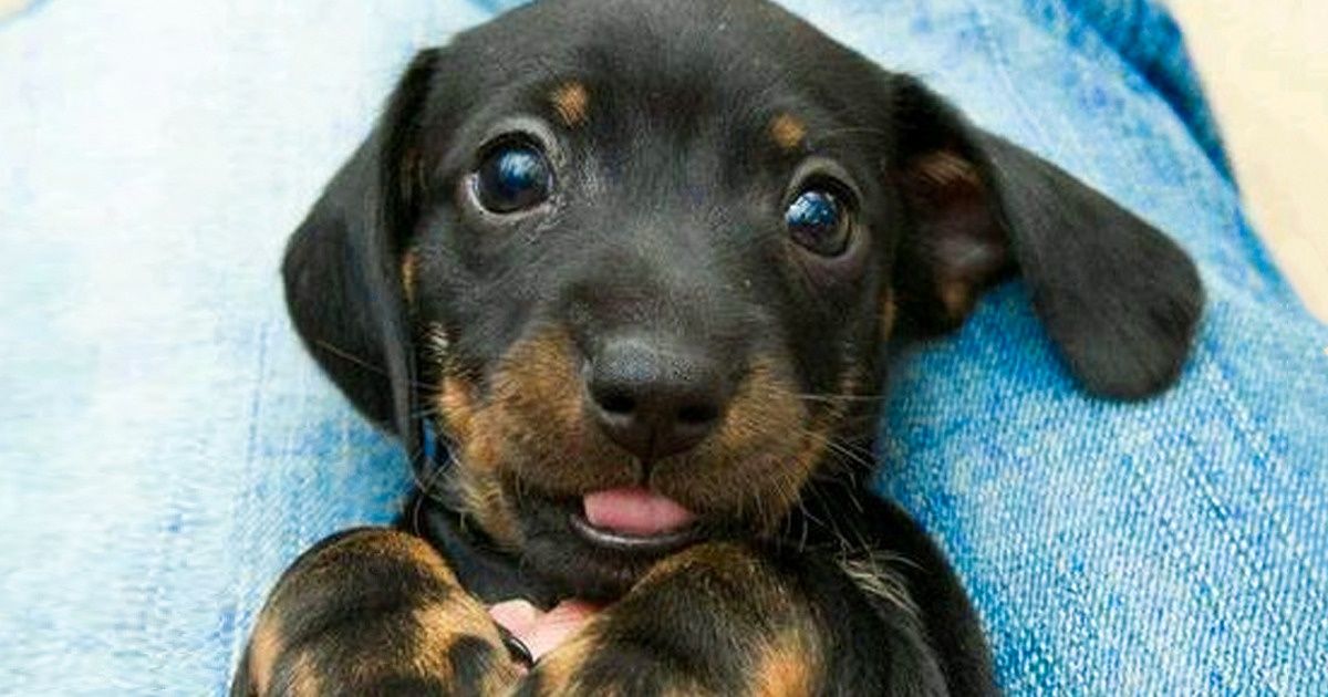 Selon une étude, les chiens font les yeux doux pour avoir l’air plus adorables et obtenir ce qu’ils veulent