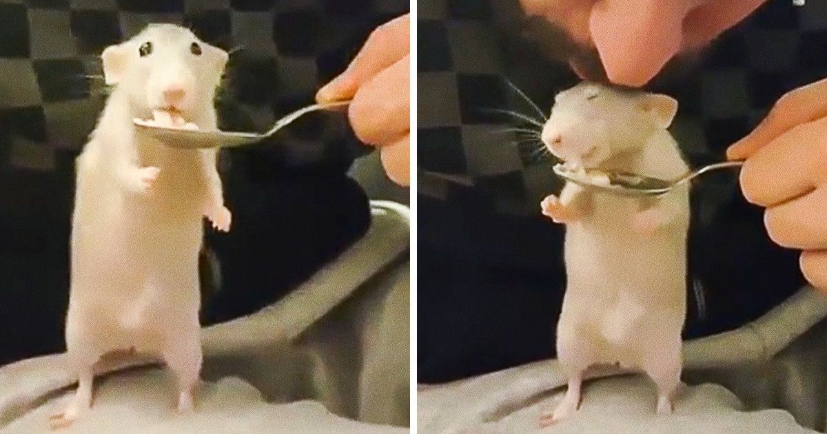 18 Animaux de compagnie qui ont pu faire fondre le cœur humain et qui se sont avérés plus mignons que les chats