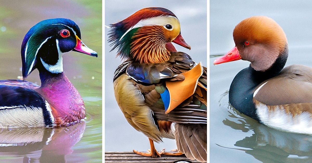 Les canards n’ont rien à envier au paon, et ces photos le prouvent