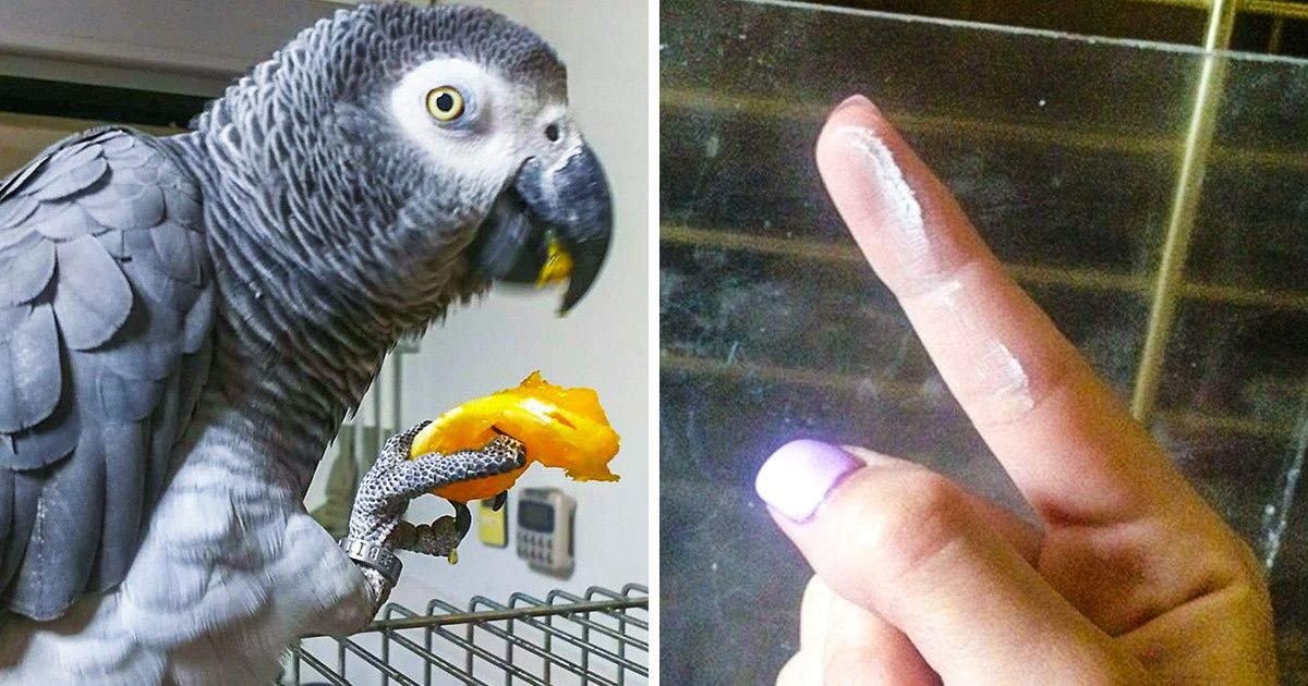 11 Animaux super mignons dont il est préférable de connaître les particularités avant d’en adopter un
