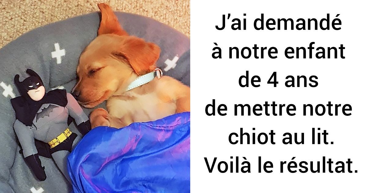 15 Photos qui peuvent te remonter le moral mieux que les comprimés de sérotonine