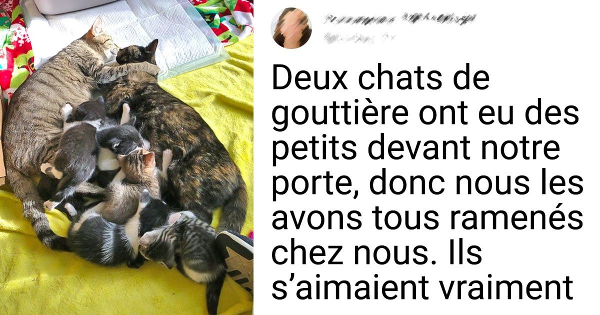20 Portraits de famille très touchants dont les protagonistes sont des animaux