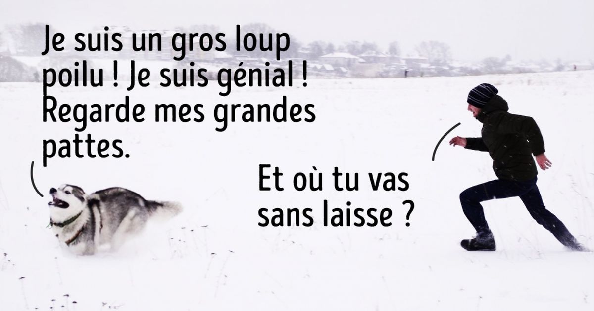 20 Situations qui arriveront forcément à ceux qui veulent avoir un chien
