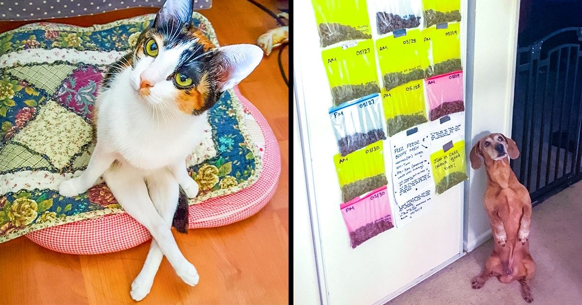 22 Moments où nos animaux ressemblent étrangement à des humains !