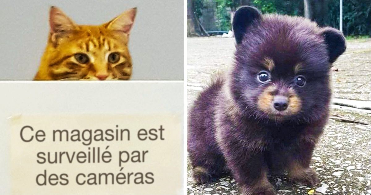 Les animaux ne sont pas toujours ce que l’on croit, et ces 15 exemples le prouvent !