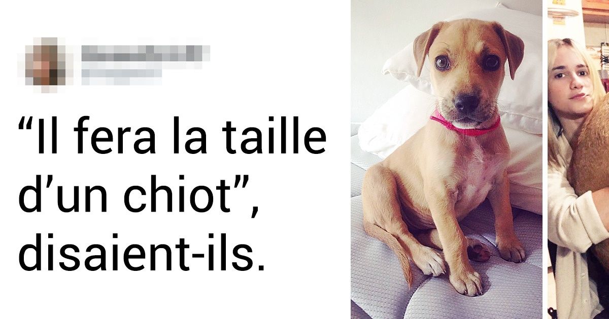 15+ Personnes qui n’ont pas eu l’animal de compagnie auquel ils s’attendaient