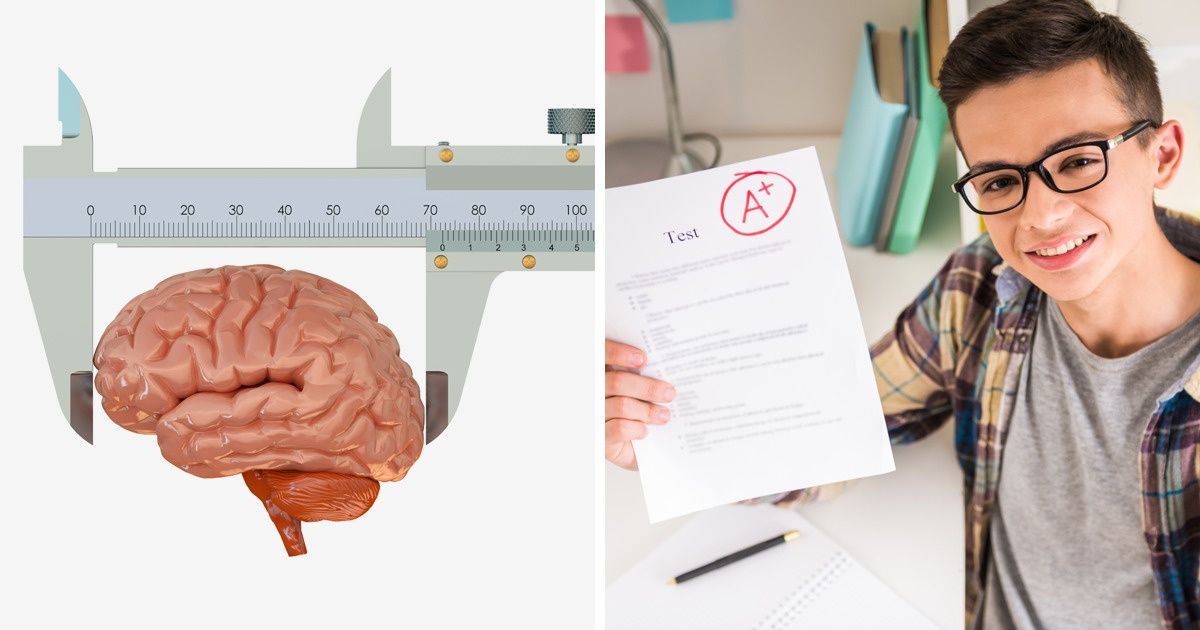Une étude scientifique révèle que la taille de la tête a une influence sur l’intelligence Une étude scientifique révèle que la taille de la tête a une influence sur l’intelligence
