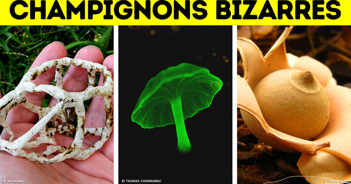 Les Champignons Sont Étrangement Fascinants Les Champignons Sont Étrangement Fascinants