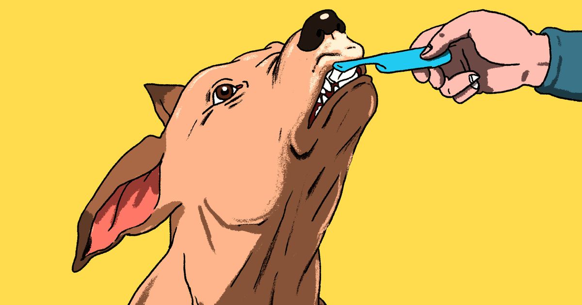 8 choses qu’un bon maître ne ferait jamais à son chien