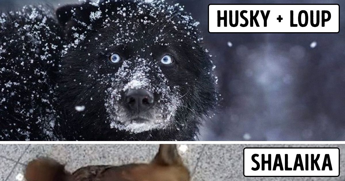 10 Animaux hybrides qui sont apparus grâce au croisement génétique fantastique et aux expériences scientifiques (Spoiler : certains résultats sont douteux)
