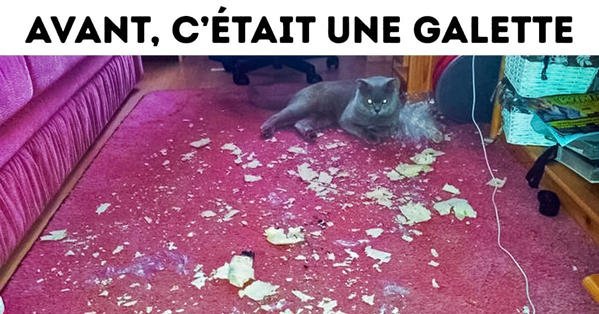 22 Photos de chats qui montrent qu’ils sont les maîtres de l’univers