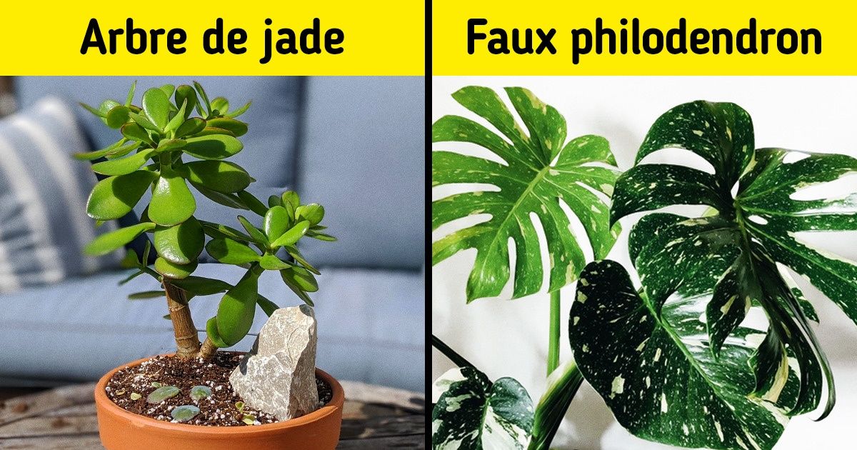 17 Plantes faciles à entretenir et parfaites pour décorer ta maison (conseillées pour ceux qui n’ont pas trop le temps de s’en occuper) 17 Plantes faciles à entretenir et parfaites pour décorer ta maison (conseillées pour ceux qui n’ont pas trop le temps de s’en occuper)