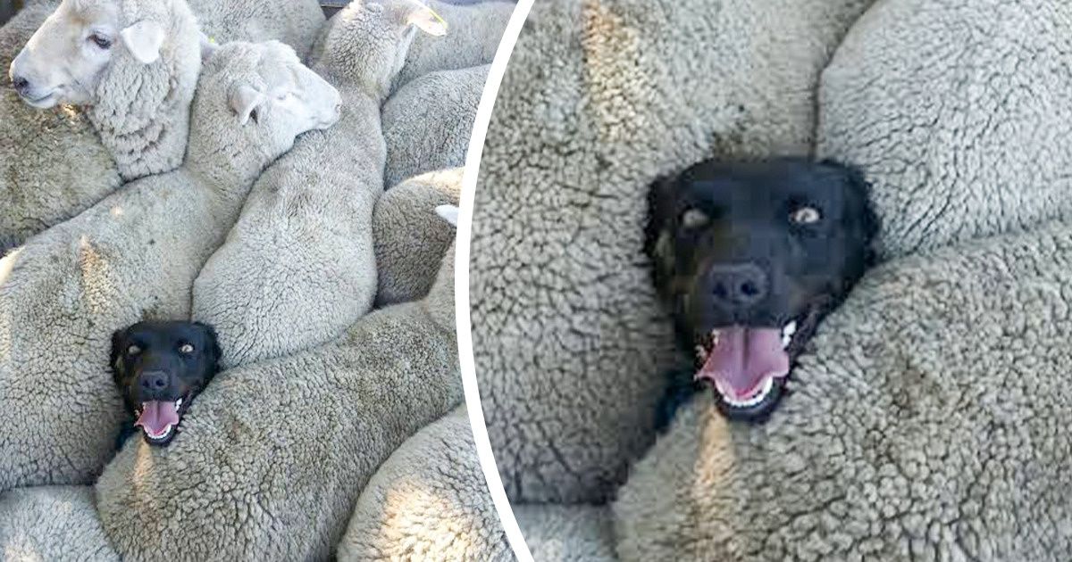 20 Boules de poils qui vont te mettre de bonne humeur