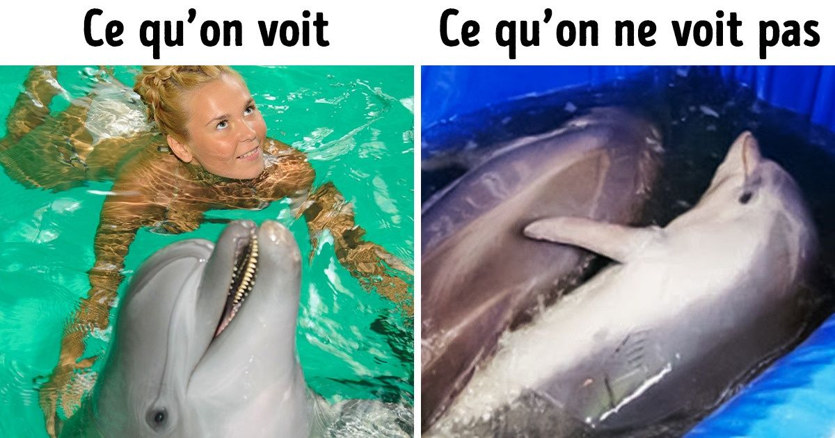 10 Attractions touristiques populaires qui s’avèrent nocives pour les animaux 10 Attractions touristiques populaires qui s’avèrent nocives pour les animaux