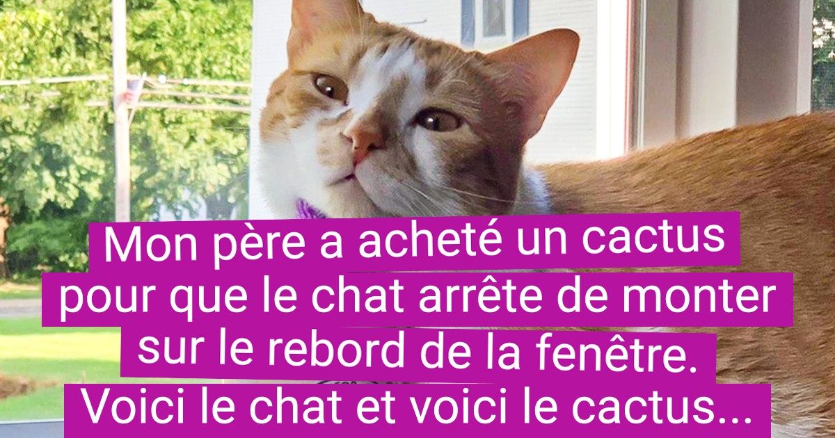 19 Personnes qui voulaient simplement adopter un chat mais qui nont pas réfléchi aux