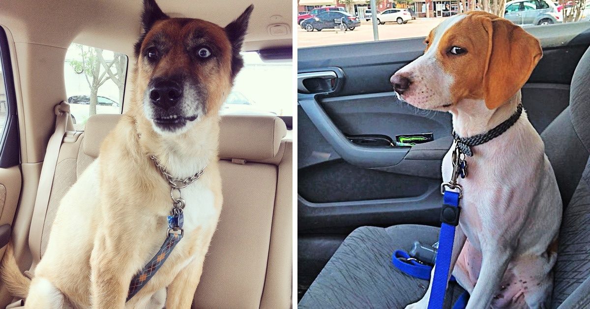 20+ Moments où la visite chez le vétérinaire n’a pas été si “agréable”