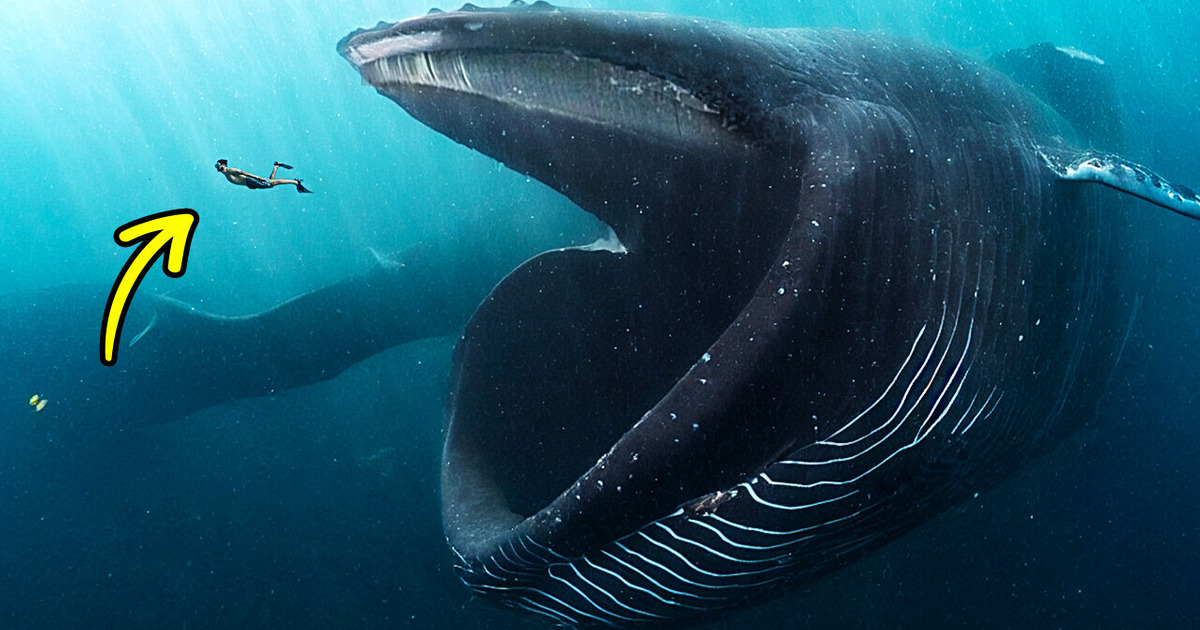 Que Se Passerait-il si Une Baleine t’avalait Tout Rond ?